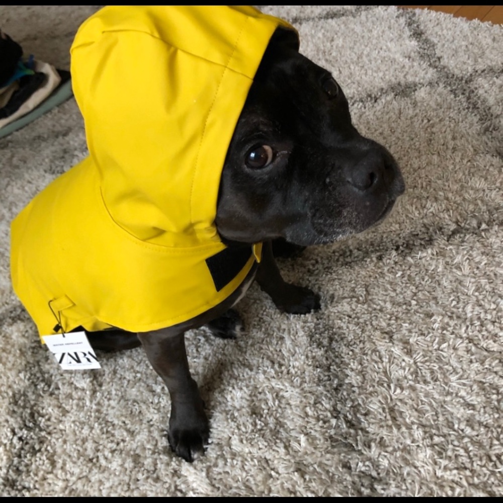 ZARA Dog Sold Out Yellow Rain Coat - Medium